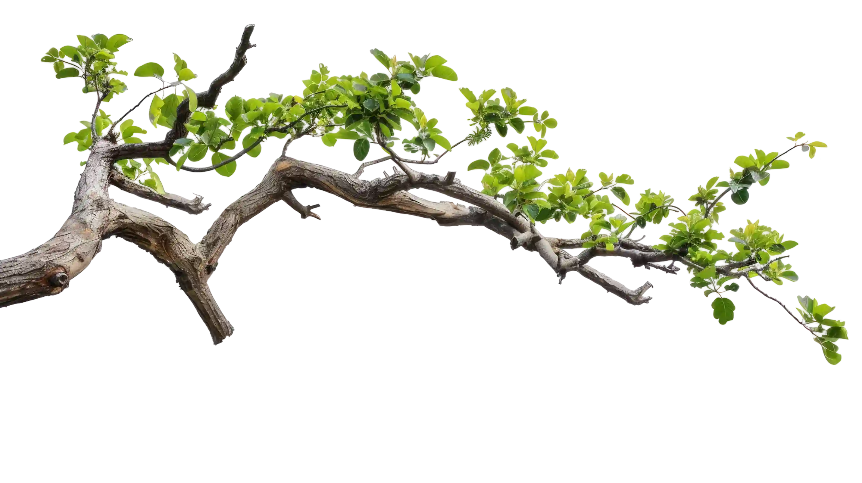 Floating Tree Branch